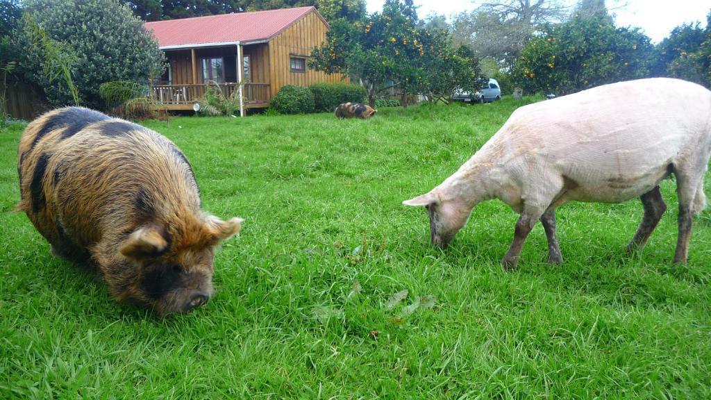 Relax A Lodge Kerikeri Zewnętrze zdjęcie